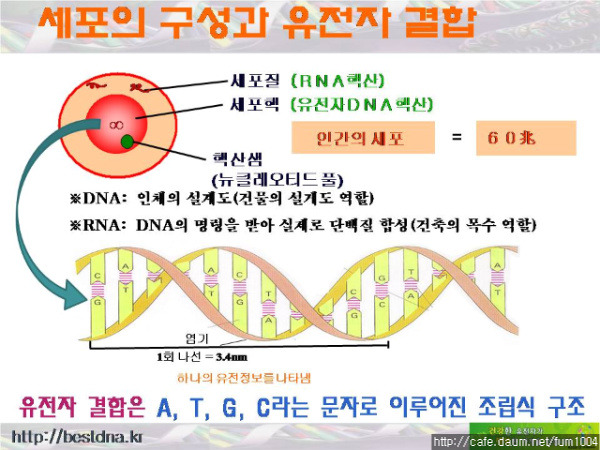 파워핵산 Dna 유전자 복구 핵산 Dna의 원리와 유전자의 관계 파워 핵산