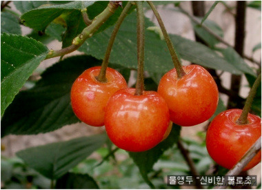 열매 이미지