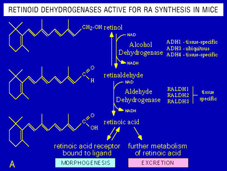 MDSC 이미지
